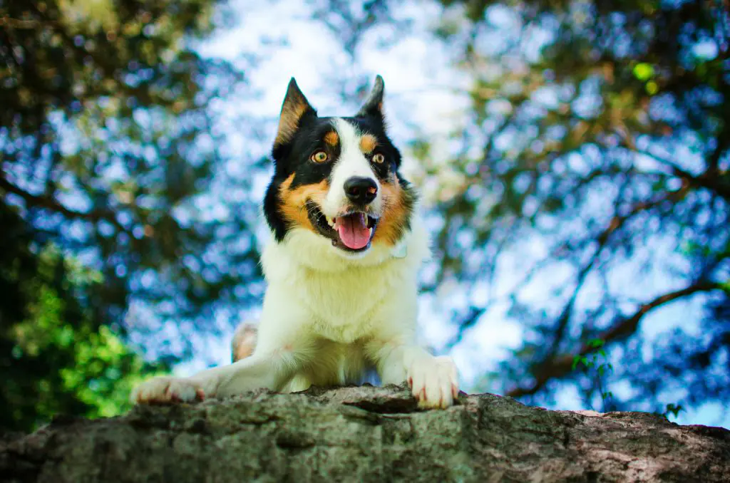 Blue merle welsh outlet collie